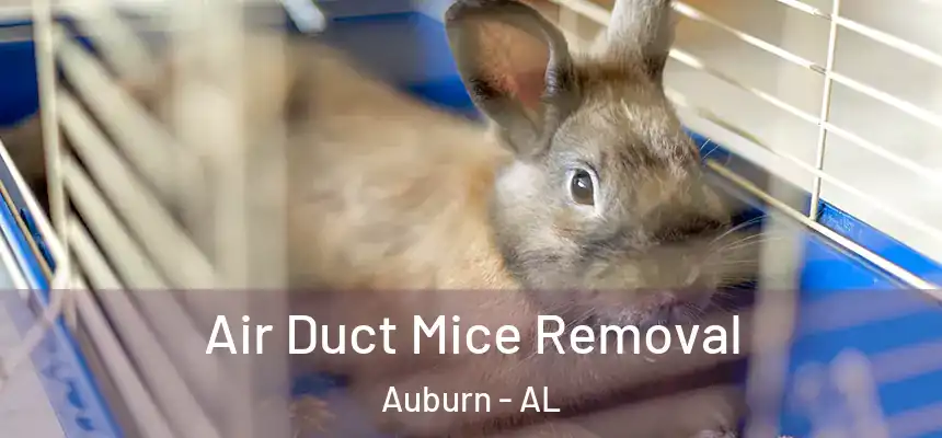 Air Duct Mice Removal Auburn - AL