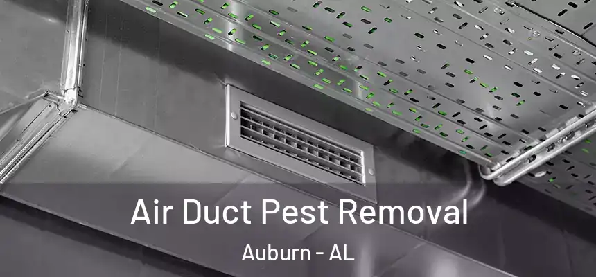 Air Duct Pest Removal Auburn - AL