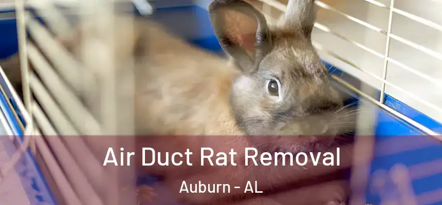 Air Duct Rat Removal Auburn - AL