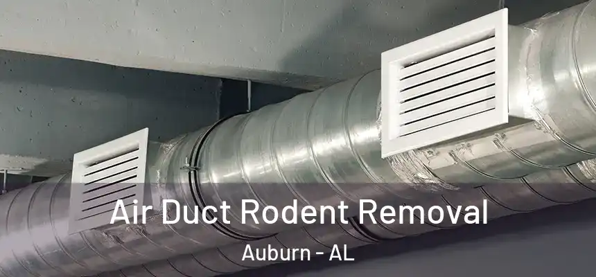 Air Duct Rodent Removal Auburn - AL
