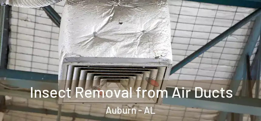 Insect Removal from Air Ducts Auburn - AL